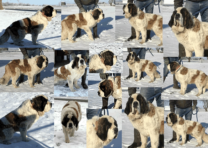 Faye collage
